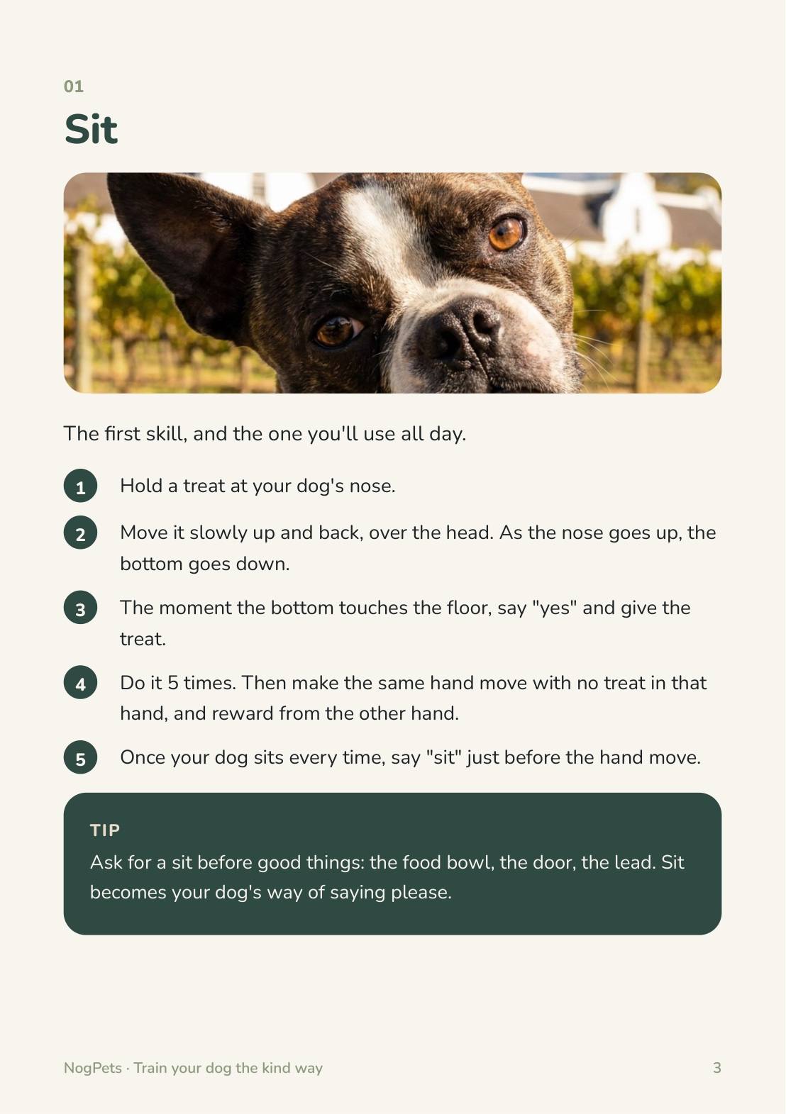A page from the guide: Sit, in five steps with a photo and a tip.